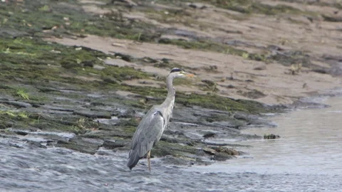 A Grey Heron, Ardea cinerea, standing at the base of a weir. Autumn. Wales. UK Stock Footage 345685378