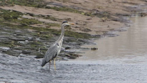 A Grey Heron, Ardea cinerea, standing at the base of a weir. Autumn. Wales. UK Stock Footage 345685416