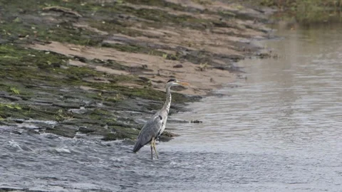 A Grey Heron, Ardea cinerea, standing in moving water at the bottom of a weir Stock Footage 345685460