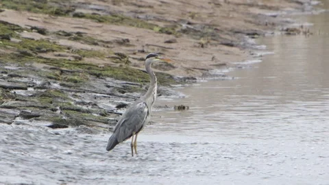 A Grey Heron, Ardea cinerea, standing at the base of a weir. Wales. UK Stock Footage 345685488
