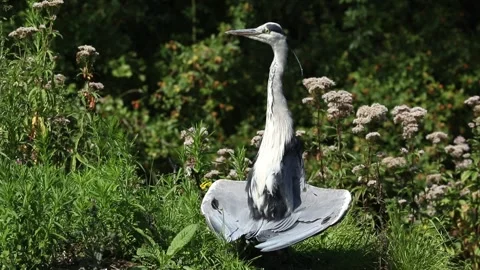 A Grey Heron (Ardea cinerea) sunbathing on the bank of a lake. Stock Footage 248175460