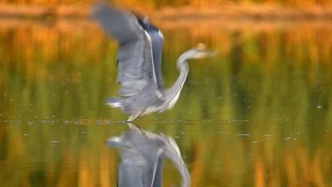 Grey heron (Ardea cinerea) taking off from lake Stock Footage 102107331