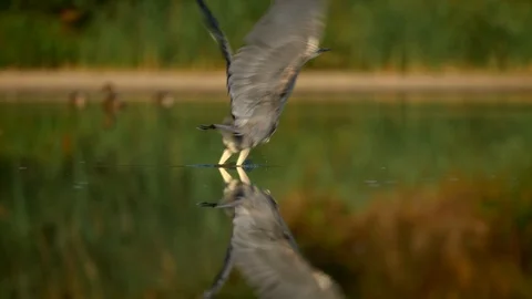 Grey heron (Ardea cinerea) taking off from lake Vídeo Stock 102107396
