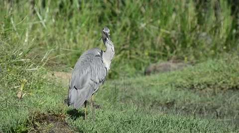 The grey heron (Ardea cinerea), is a wading bird of the heron family Ardeidae Stock Footage 51664183