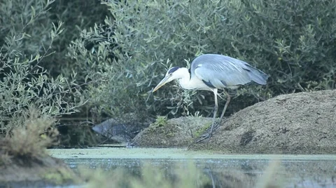 The grey heron (Ardea cinerea), is a wading bird of the heron family Ardeidae 2 Stock Footage 51664554