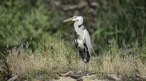 The grey heron (Ardea cinerea), is a wading bird of the heron family Ardeidae 3 Stock Footage 51664793
