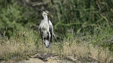 The grey heron (Ardea cinerea), is a wading bird of the heron family Ardeidae 4 Stock Footage 51664794