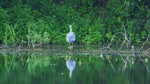 Grey Heron (Ardea cinerea) Walking Along Riverbank While Foraging at Summer.. Stock Footage 328223846