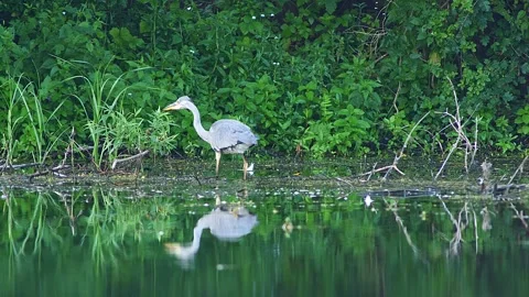 Grey Heron (Ardea cinerea) Walking Along Riverbank While Foraging at Summer.. Stock Footage 328224010