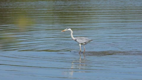 Grey heron on the back of a submerged moving hippo in a lake Stock Footage 273812552