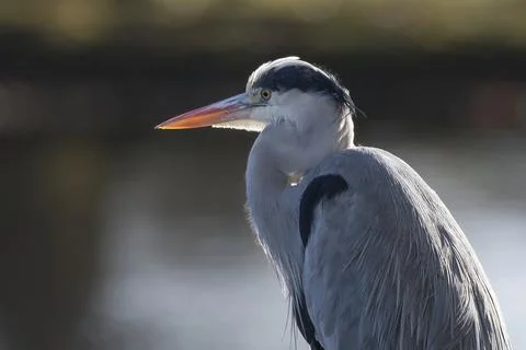 Grey heron backlit Fotos Stock