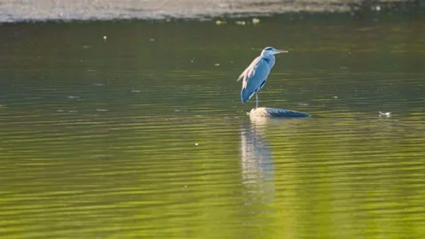 A grey heron balances carefully within an old tire, surrounded by gentle Stock-Footage 346503589