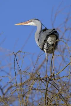 Grey heron balancing high on thin branches Stock Photos