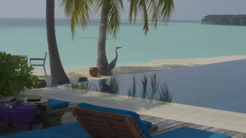 Grey Heron Beside Infinity Pool Overlooking Turquoise Maldives Lagoon Stock Footage 344086330
