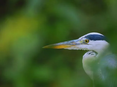 Grey heron between loaf Foto stock