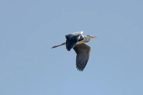 Grey Heron Bird In Flight Stock Photos
