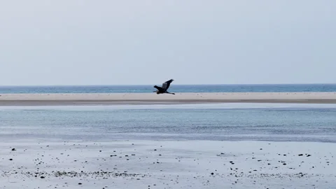 Grey heron bird flying low over a wide coastal landscape, socotra island Видео 334715174