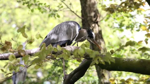 Grey heron bird Stock Footage 89855122