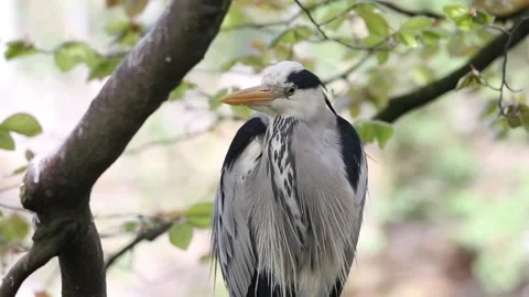 Grey heron bird Stock Footage 89855152