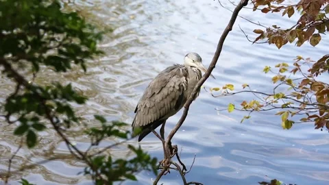 Grey heron bird Stock Footage 89855169