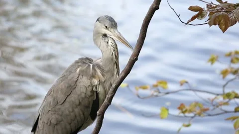 Grey heron bird Vídeos de archivo 90749327