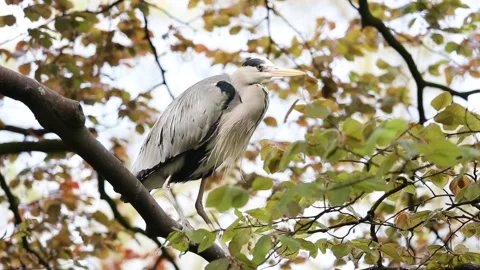 Grey heron bird 库存影片 90749355