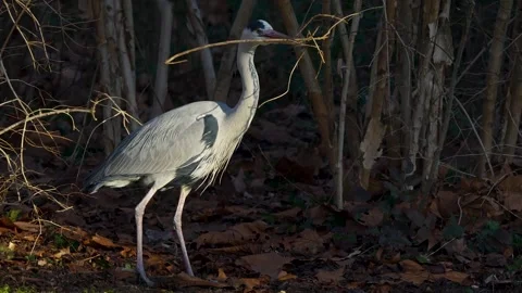 A Grey Heron bird  Stock Footage 263820152