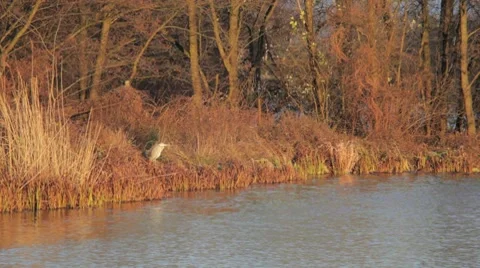 Grey heron bird by lake Stock Footage 7734370