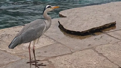 A grey Heron bird looking Video stock 296021421