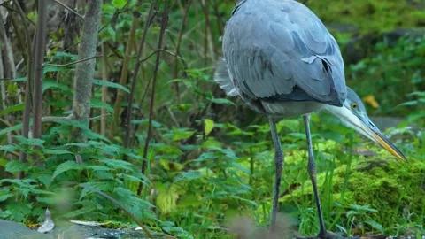 Grey Heron bird on a meadow in fall Stock Footage 291714991