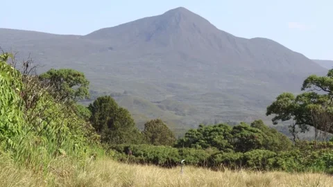 GREY HERON BIRD MOVING ACROSS THE TALL GRASS IN MT. KENYA NATIONAL PARK. Stock Footage 313752086