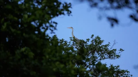 Grey heron bird perching on a treetop against blue sky Stock Footage 337736607