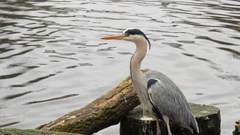 A grey Heron bird resting Stock Footage 295989586