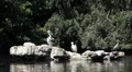 Grey Heron Bird Sitting Rock White Pelicans Flock Lake St James Park London UK HD Footage