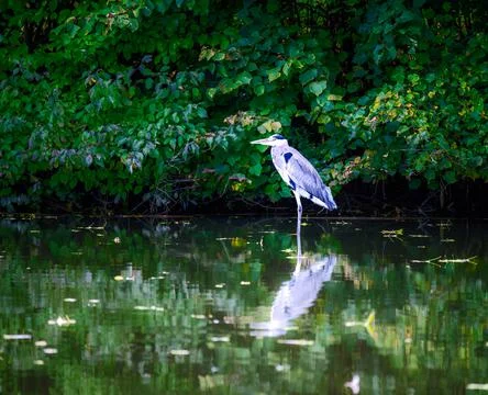 Grey heron bird standing at the water Stock Photos