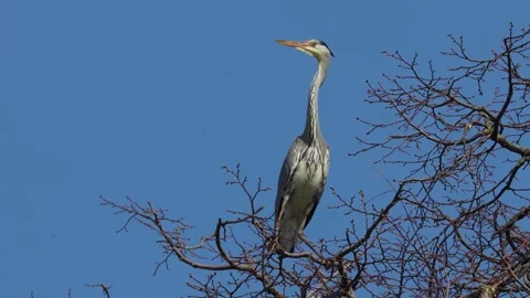 Grey heron bird in a tree Stock Footage 270489452