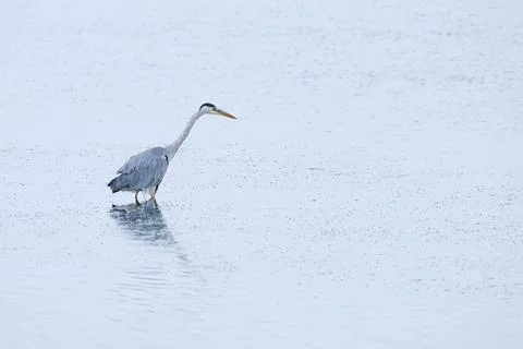 Grey heron bird wading in shallow water hunting Stock Photos
