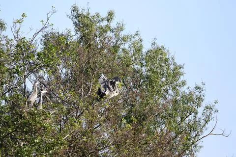 Grey Heron birds nesting in trees near lake by Regensburg in springtime Stock Photos