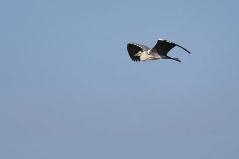 Grey Heron with Blue Sky Background over Beniarres Reservoir with Copy Space 库存照片