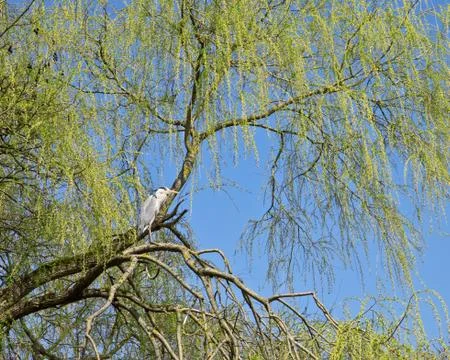 Grey heron on the branches of a tree. Stock Photos