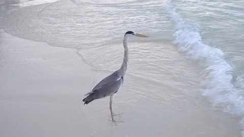 Grey heron in a breaking wave on a tropical beach. Maldives, 4K Stock Footage 129077246