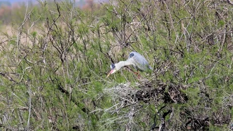 A grey heron builds a nest on a spring day in Aiguamolls National Park, Spa.. Video stock 306588136