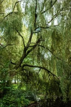 Grey Heron camouflaged while perched in a tree Stock Photos