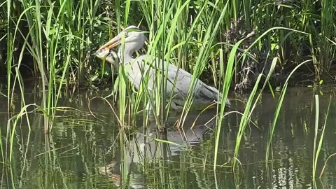 Grey Heron Carrying a Large Fish and Flying from a Stream Vídeo Stock 341801045
