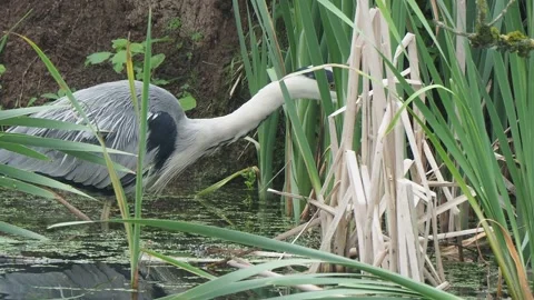 Grey Heron catches and eats a fish in the lake margins  Video stock 162471307