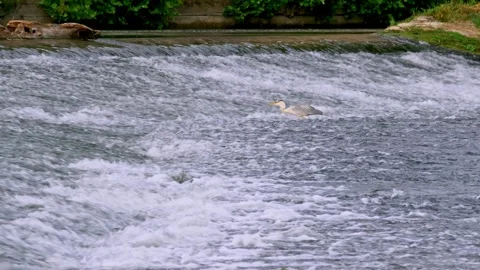 Grey Heron Catches and Eats Fish in River Stock Footage 313291789