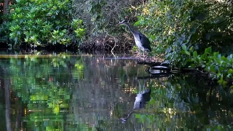Grey Heron Catches Fish Video stock 124867939