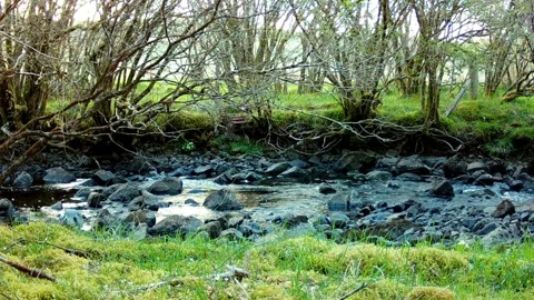 Grey Heron catches a large Eel from the river. Isle of Skye Stock Footage 241820245