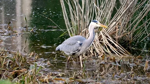 Grey Heron Catching and Eating Fish in River – 4K Close-Up Wildlife Footage Stock Footage 328646452