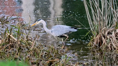 Grey Heron Catching and Eating Fish in River – 4K Close-Up Wildlife Footage Stock Footage 328646454